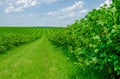 Field is planted with rows of bushes of black currant. Agriculture. Growing berries