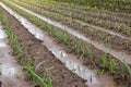 A field planted with young leek seedlings after heavy rain. Rows of a farm fields on a summer sunny day. Agroindustry. Farming Royalty Free Stock Photo