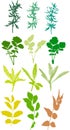 Field plants, herbs, leaves - vector, traced Royalty Free Stock Photo