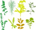 Field plants, herbs, leaves - vector, traced Royalty Free Stock Photo