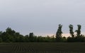 Field with plants planted in rows against a blue sky 2 Royalty Free Stock Photo