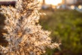 Field plants at sunset agriculture growth farming summer landscape