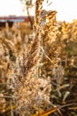 Field plants at sunset agriculture growth farming summer landscape