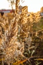 Field plants at sunset agriculture growth farming summer landscape