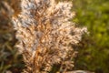 Field plants at sunset agriculture growth farming summer landscape