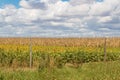 Field plated with soybeans and corn ready to harvest Royalty Free Stock Photo