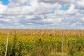 Field plated with soybeans and corn ready to harvest Royalty Free Stock Photo