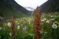 Field plenty of flowers