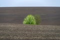 Lone tree in the plowed field, Ukraine Royalty Free Stock Photo