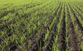 Field of plowed land with wheat germ crops agriculture Royalty Free Stock Photo