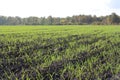 Field of plowed land with wheat germ crops agriculture Royalty Free Stock Photo