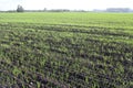 Field of plowed land with wheat germ crops agriculture Royalty Free Stock Photo