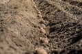 A field plowed for planting potatoes. Spring season on the farm