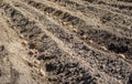 A field plowed for planting potatoes. Spring season on the farm