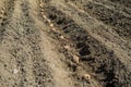 A field plowed for planting potatoes. Spring season on the farm Royalty Free Stock Photo