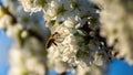 Field of plum trees blooming in spring. Close-up of a bee on a branch of plum tree with white flowers. Macro background of white Royalty Free Stock Photo