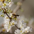 Field of plum trees blooming in spring. Close-up of a bee on the white flowers of a plum tree. Macro background of white flowers Royalty Free Stock Photo