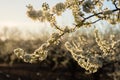 Field of plum trees blooming in spring. Close-up of plum tree branch with white flowers. White flowers background in a golden Royalty Free Stock Photo