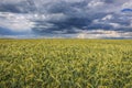 Field in Poland Royalty Free Stock Photo