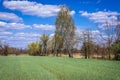 Field in Poland, Masovia region Royalty Free Stock Photo
