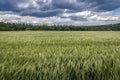 Field in Poland Royalty Free Stock Photo