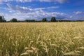 Field in Poland Royalty Free Stock Photo