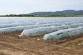 Field of polytunnels Royalty Free Stock Photo