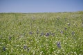 Field of popcorn Plagiobothrys wildflowers, North Table Mountain Ecological Reserve, Oroville, California