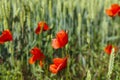 Field with poppies Royalty Free Stock Photo