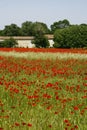 A field of poppies in ArdÃ¨che in France Royalty Free Stock Photo