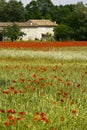 A field of poppies in ArdÃ¨che in France Royalty Free Stock Photo