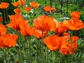 Field of poppies - as on the way to the Emerald City