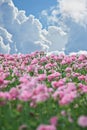 Field of poppies