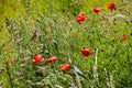 Field of poppies in bright sunshine Royalty Free Stock Photo