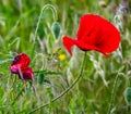 Field of poppies in bright sunshine Royalty Free Stock Photo