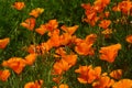 Field of Poppies