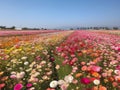 Field of poppies and chrysanthemums with blue sky. Made with Generative AI Royalty Free Stock Photo