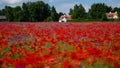 A field of poppies and cornflowers