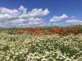 Field of poppies and daisies in the Champagne region of France. Royalty Free Stock Photo