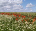 Field of poppies, daisies and wheat in the Champagne region of France Royalty Free Stock Photo