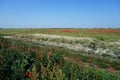 Field of poppies in early summer 1