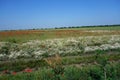 Field of poppies in early summer 2