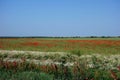 Field of poppies in early summer 2