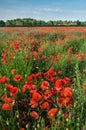 A field of poppies Royalty Free Stock Photo