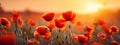 Field of poppies flowers landscape with sunset close up. Summer poppies flowers. Copy space. Photo texture. Horizontal banner Royalty Free Stock Photo