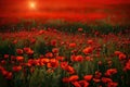 In a field, poppies in full bloom with vivid red blossoms