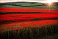 A field of poppies glowing under a midnight sun