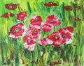Field poppies in green Royalty Free Stock Photo