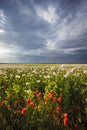 field with poppies just before the storm Royalty Free Stock Photo