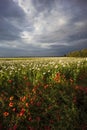 field with poppies just before the storm Royalty Free Stock Photo